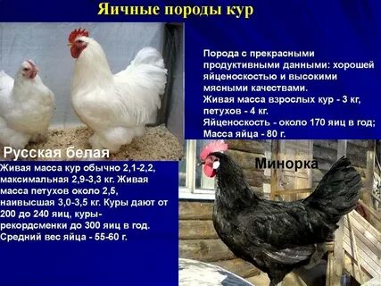 Какие породы кур несушек самые лучшие