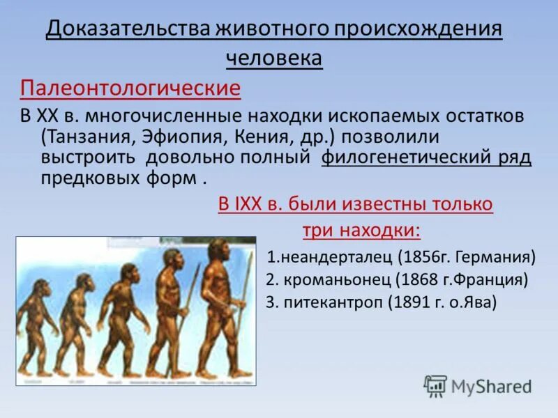 Антропогенез вариант 1. Представители рода хомо. Эволюция человека доказательства. Происхождение человека антропогенез. Эволюция человека homo sapiens.