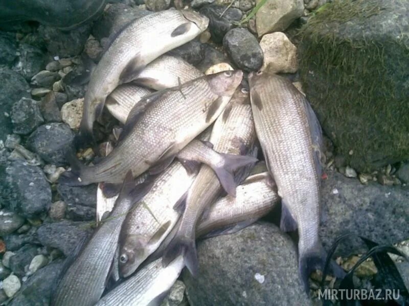 Река Онега рыбалка. Рыбалка на реке Онега Архангельской области. Онега река рыба. Рыбы Архангельской области.