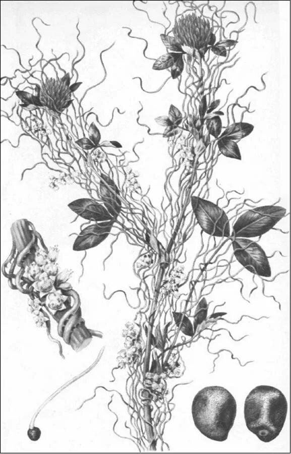 Повилика тип питания. Повилика презентация. Повилика консумент. Амброзия полыннолистная семена. Дубовый усач консумент.