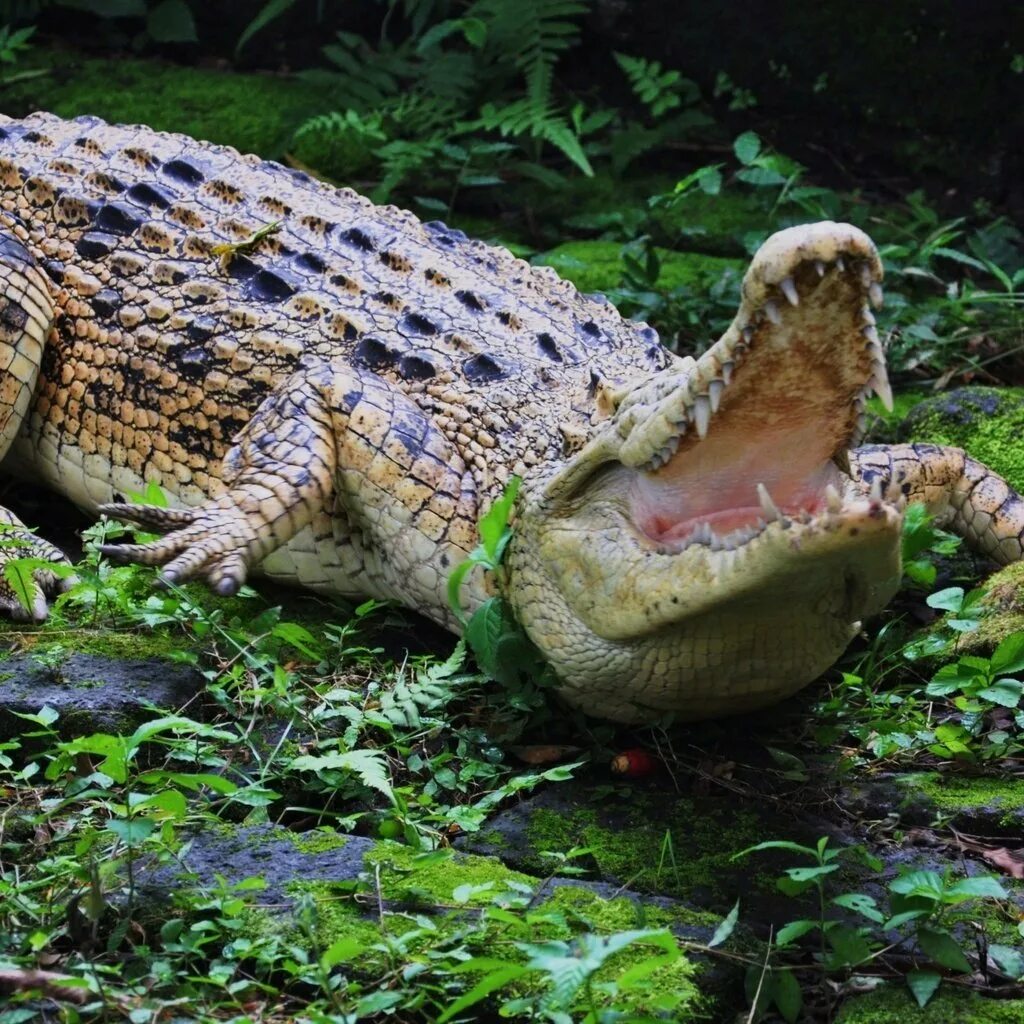 Крокодил про животных. Гребнистый крокодил. Гребнистый крокодил Кассиус. Миссисипский Аллигатор. Мексиканский крокодил.