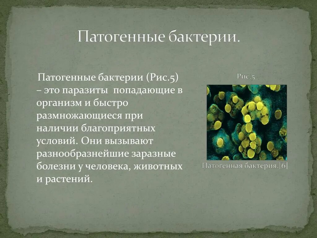 Болезнетворная бактерия 6. ПАТОГЕНННЫЕ микрооогр. Болезнетворные бактерии патогенные. Автогенные микроорганизмы. Патогенные микроорганизмы бактерии.