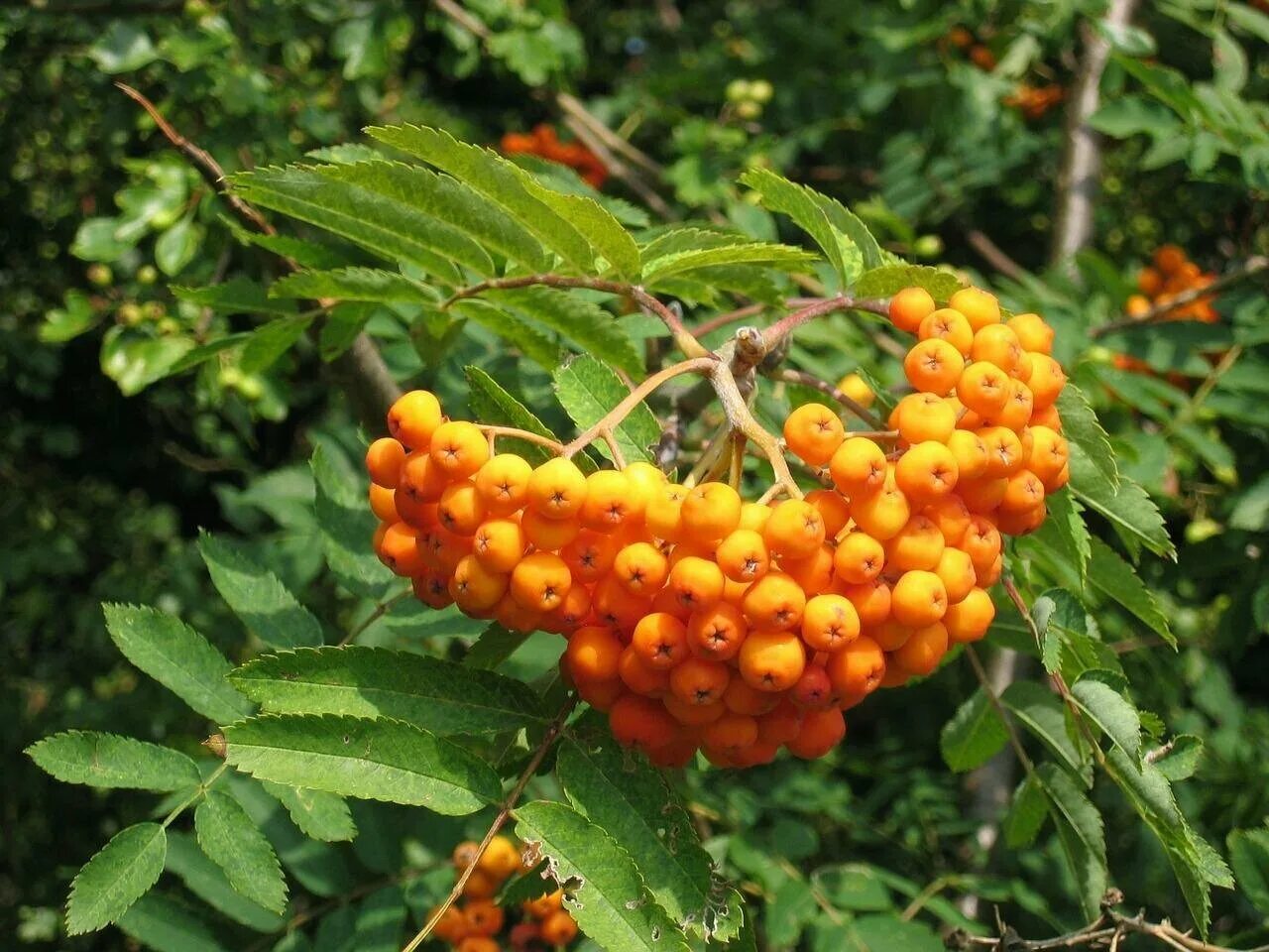 Sorbus aucuparia 'rossica major'. рябина арнольда голден вандер. паслен кустарник ягоды оранж. пираканта белая. рябина обыкновенная сорт невежинская.