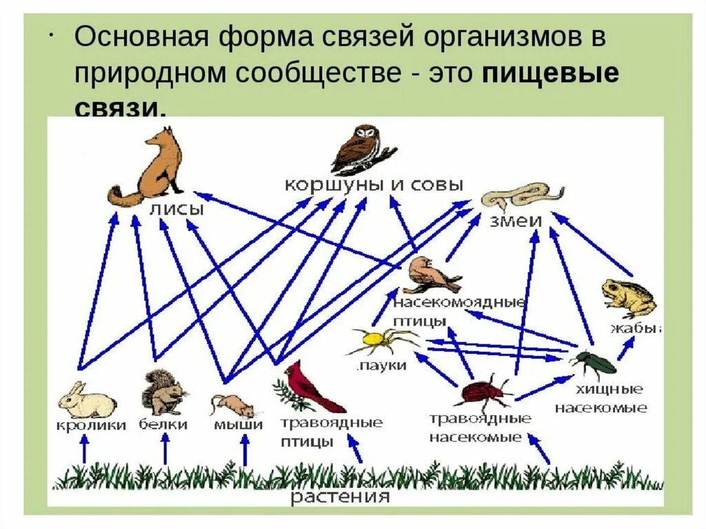 Как связаны между собой живые организмы. Пищевая сеть это в биологии. Схема трофических связей. Пищевые связи в сообществах биология. Трофические связи схема пищевых связей.