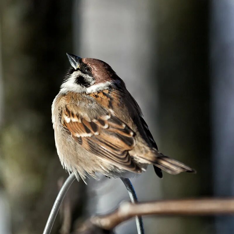 воробей мой воробьишко. черный воробьишка. домовый воробей. пушистый воробушек. воробей мой воробьишко.