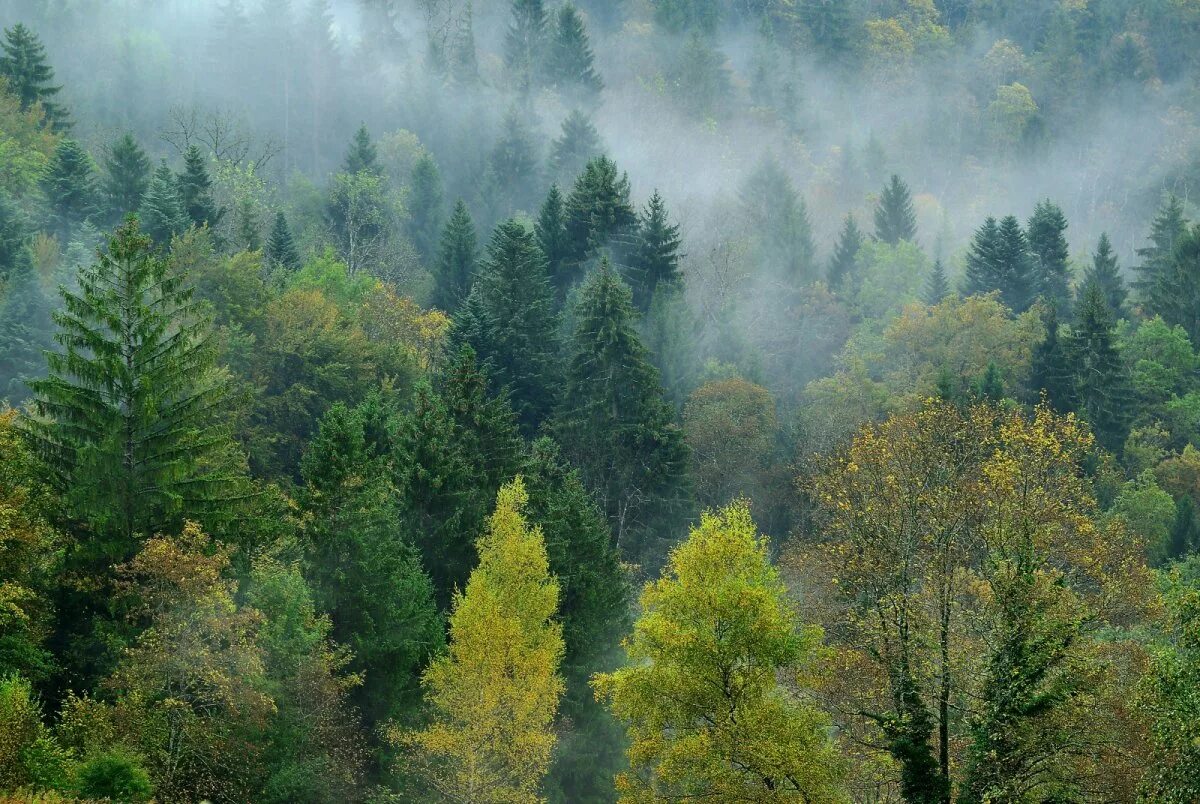 Климат лиственных лесов умеренных поясов. Широколиственный лес тайги. Хвойно-широколиственный лес. Хвойные смешанные широколиственные леса России. Хвойно-широколиственный (смешанный) лес.