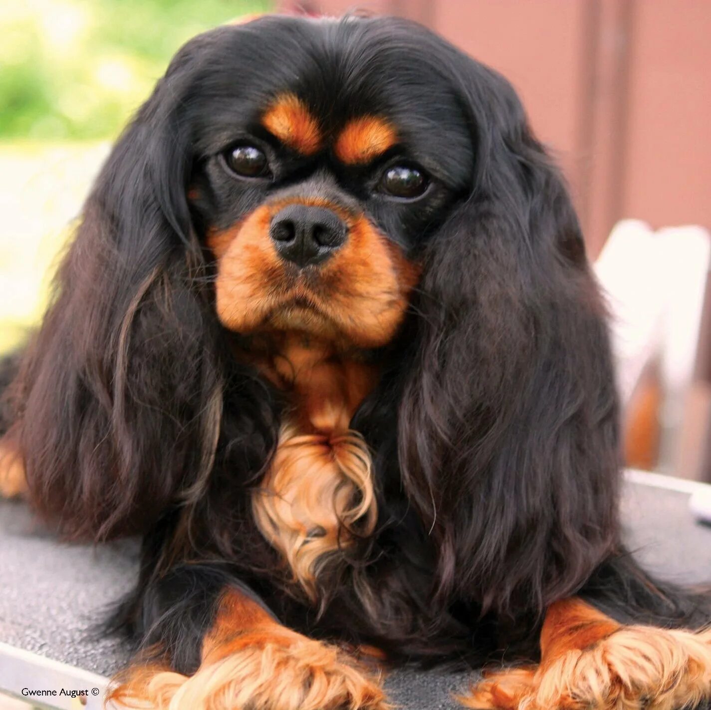 Черно подпалый кавалер. Черно подпалый кавалер. Кавалер-кинг-чарльз-спаниель черно-подпалый. Кинг чарльз спаниель черно-подпалый. Кавалер кинг чарльз спаниель черный.