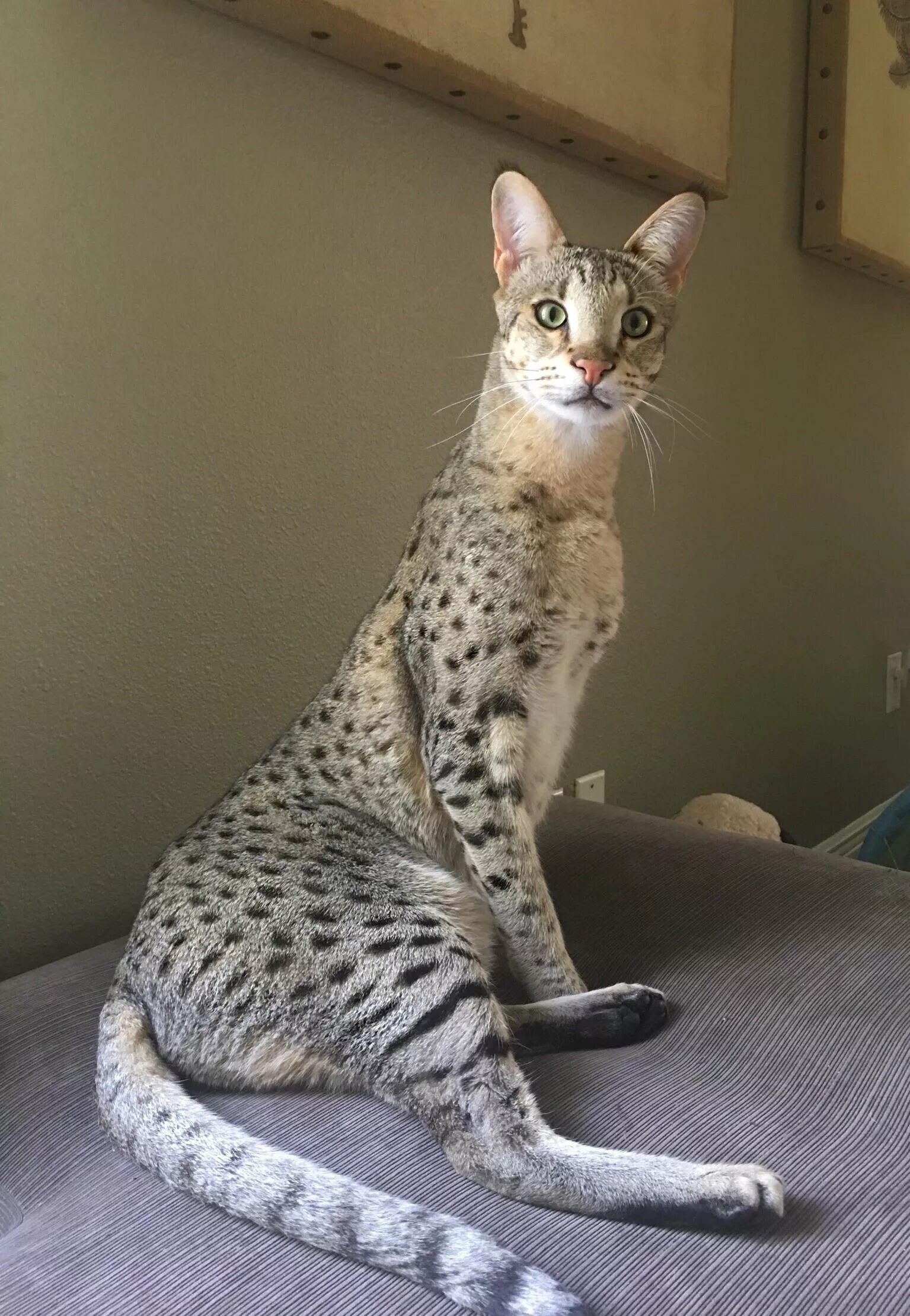 Кот ашера. Саванна ашера. кошка ашера. мейн кун ашера. саванна кошка.