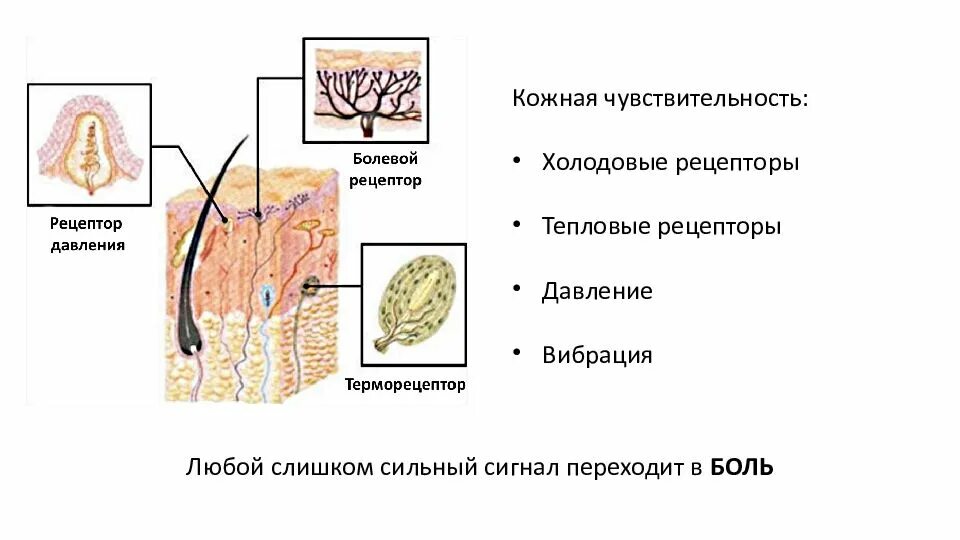 Рецепторы кожной чувствительности. Рецепторы кожи анализатор. Структуры обеспечивающие чувствительность кожи. Тактильные и температурные рецепторы кожи. Какова функция холодовых рецепторов кожи