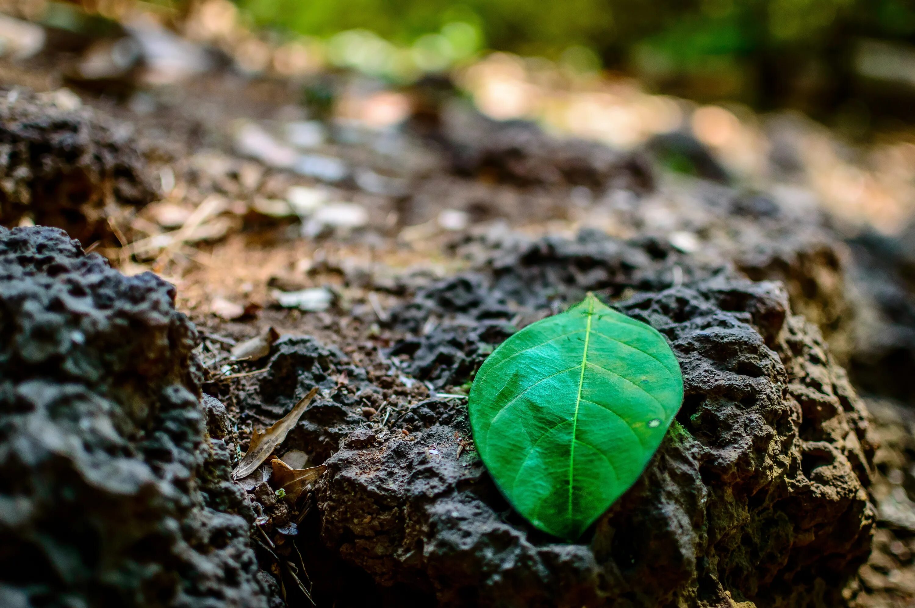 Leaf stone. Растение камень. На Камне зеленое растение. Камни в траве. Камень на зеленой траве.