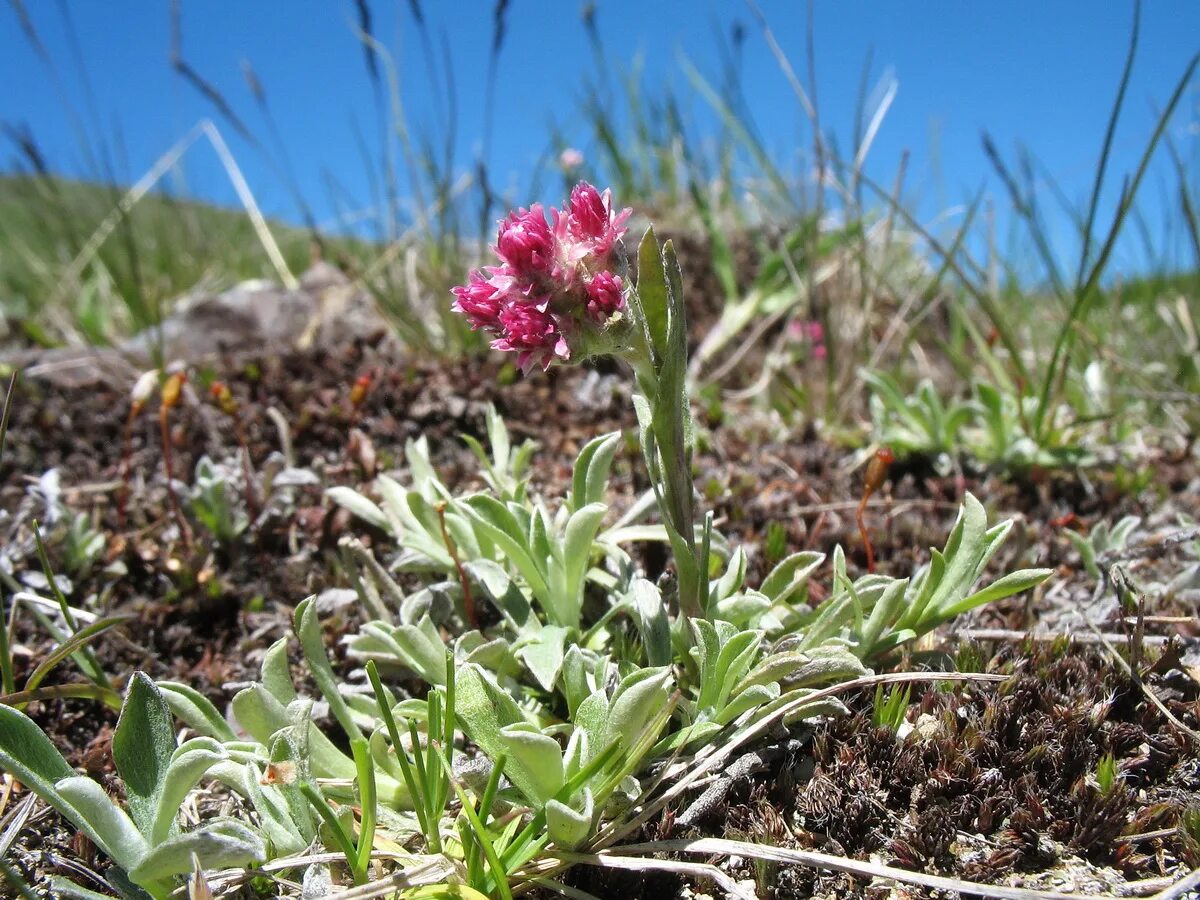 Кошачья лапка двудомная Antennaria dioica. Антеннария Альпийская (Кошачья лапка. Какая кошачья лапка