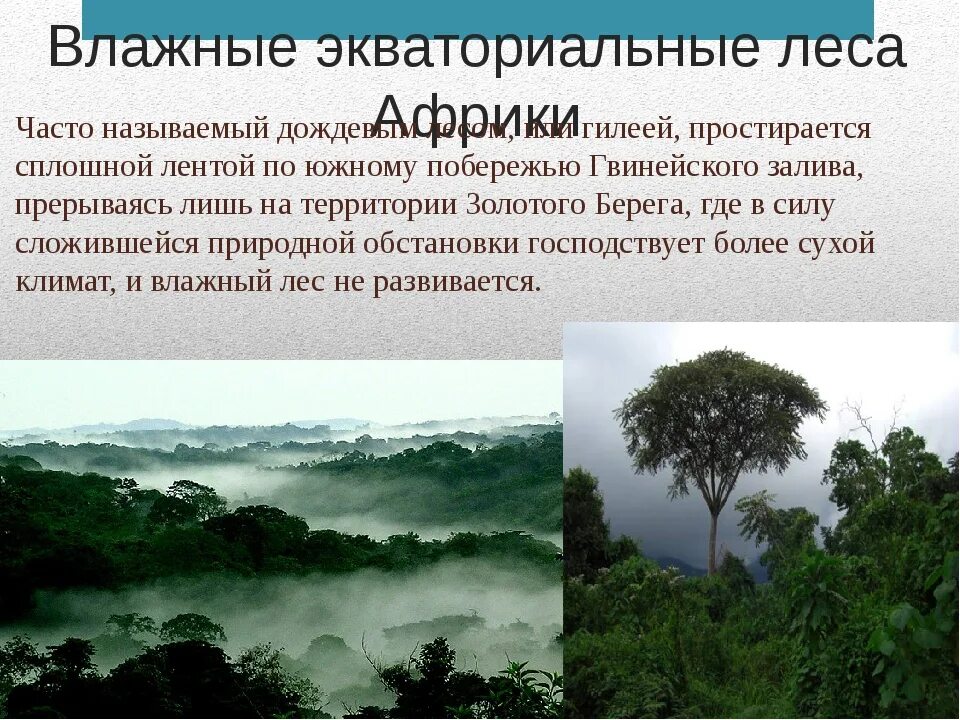 Мир влажности. Экваториальный лес Южной Америки. Гилея в Африке. Растительный мир влажных экваториальных лесов (Гилея). Экваториальные и тропические леса Африки.