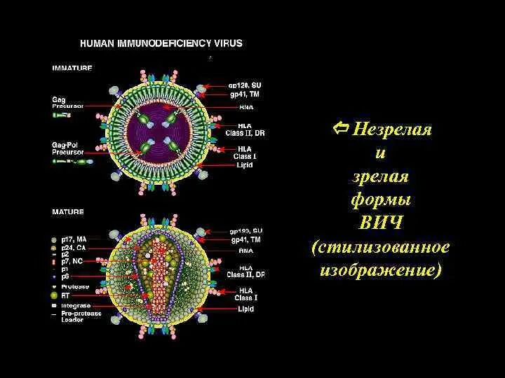 Вирус СПИДА. Вирус иммунодефицита. Строение вируса СПИДА. Как выглядит вирус ВИЧ. Формы спида