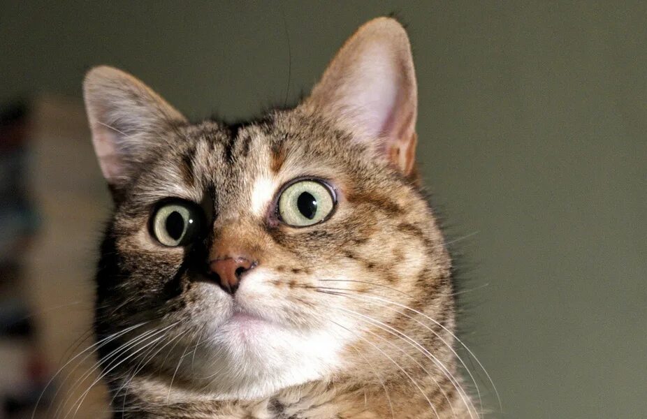 Гифки шок. Смотрю и любуюсь. Я в шоке картинки с надписями. Кот с вытаращенными глазами. А я то как в шоке.