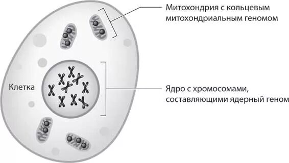 Ядерный геном. Ядерные геномы. Ядерные геномы. Ядерные геномы. Ядерные геномы.
