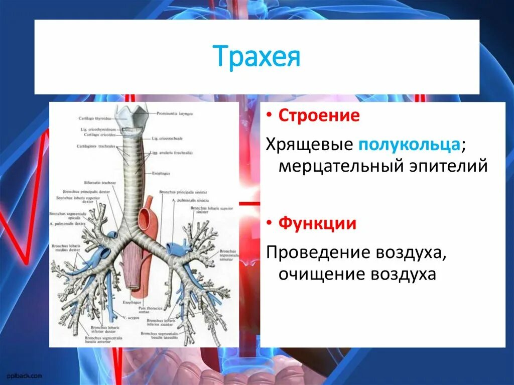 Строение трахеи человека. Трахея топография строение функции. Трахея топография строение стенки функция. Функции трахеи анатомия.