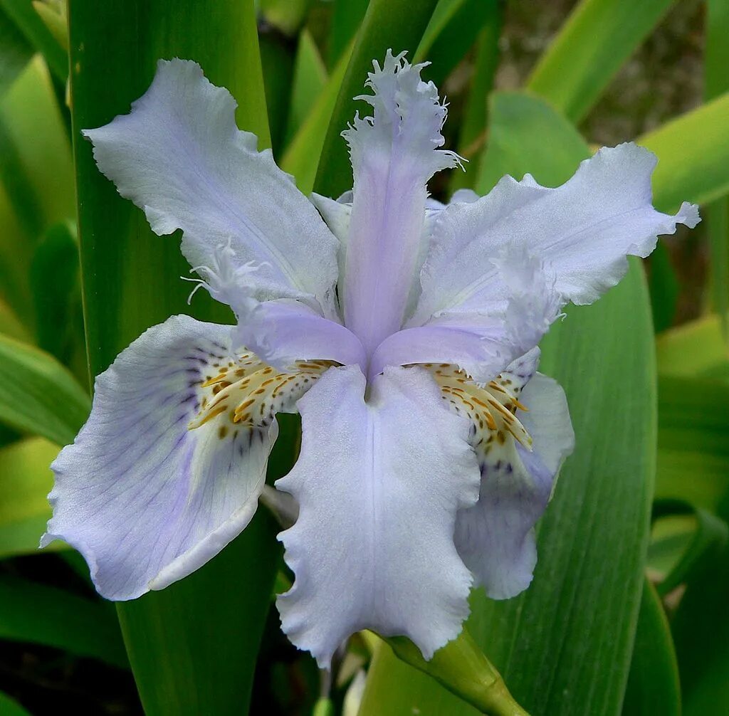 Ирис 0. Ирис бейкерс. iris subg. iris. ирис бамбуковый фото. grhf wattii.