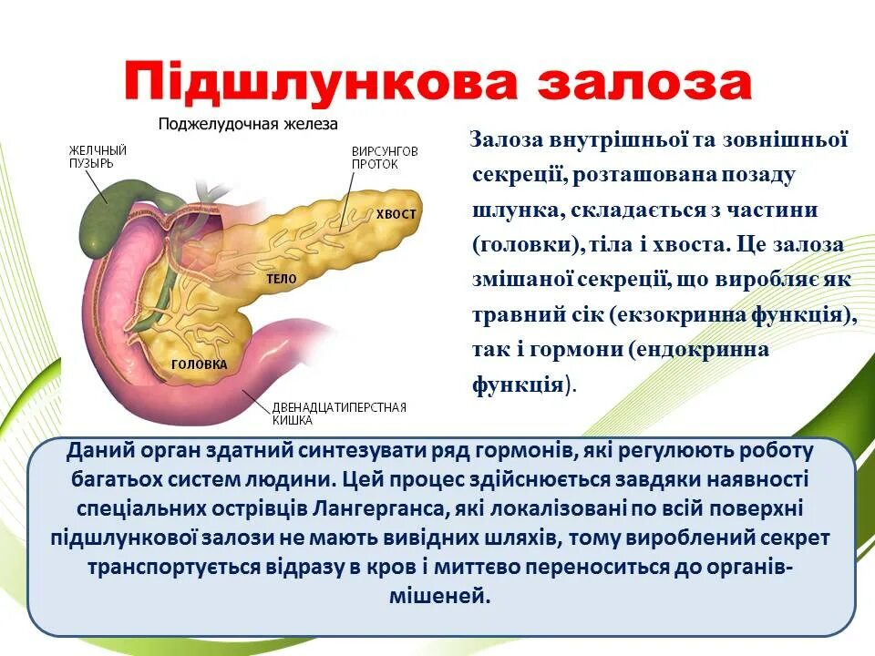 Вирсунгов проток поджелудочной железы. Вирсунгов проток норма. Вирсунгов проток расширен.