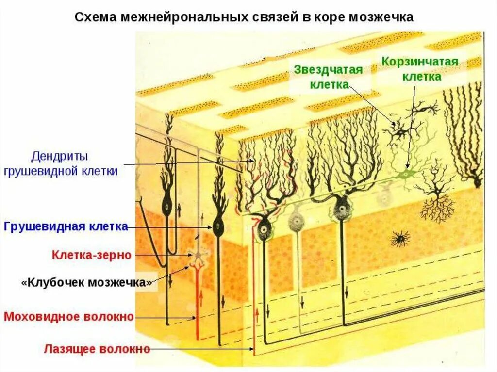 Слои клеток головного мозга. Слой коры мозжечка гистология. Строение коры мозжечка гистология. Схема строения коры мозжечка. Послойное строение коры мозжечка.