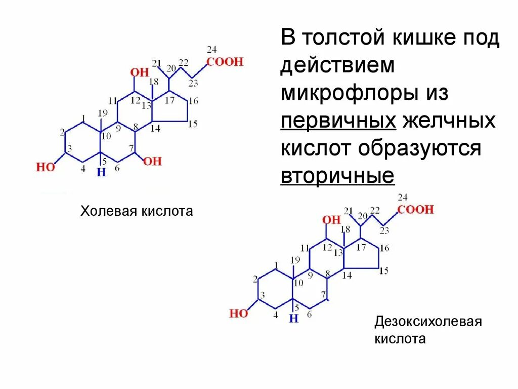 Холевая кислота формула. Холевая кислота формула химическая. Первичные желчные кислоты биохимия. Структурная формула холевой кислоты.