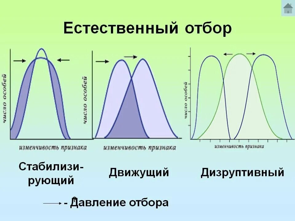 Выберите пример иллюстрирующий естественный отбор. Формы естественного отбора график. схема действия стабилизирующего отбора. формы отбора движущий стабилизирующий дизруптивный. диаграммы форм естественного отбора.