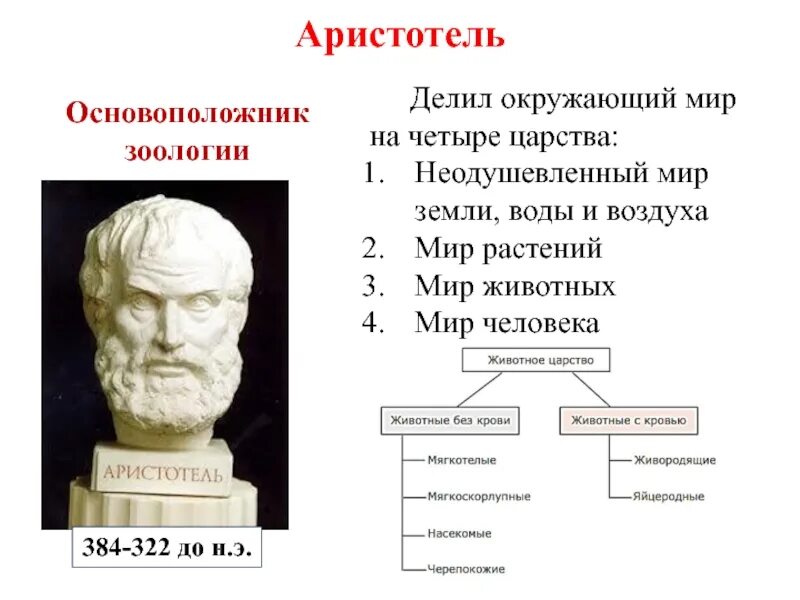 Человек по Аристотелю. Аристотель основоположник. Аристотель о человеке. Основоположник зоологии.