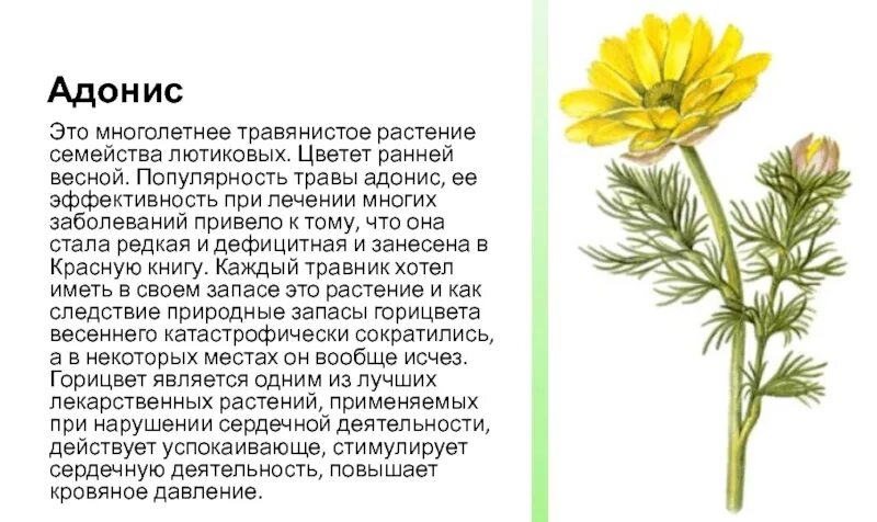 Какой тип питания характерен для лютика. Горицвет адонис Лютиковые. Адонис (растение) Лютиковые. Адонис весенний (горицвет весенний). Адонис Крым горицвет.