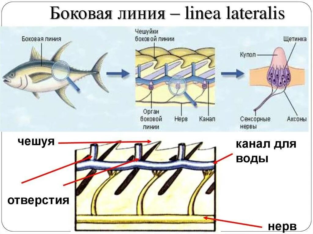 Особый орган чувств боковая линия. Боковая линия у костных рыб. Строение органа боковой линии у рыб. Орган боковой линии костной рыбы. Каналы органов боковой линии костных рыб.