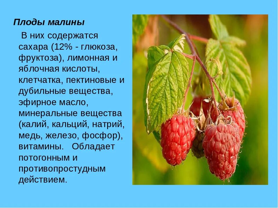 У малины есть плод. У малины есть плод. Тип соцветия малины. Костянка и многокостянка. У малины есть плод.