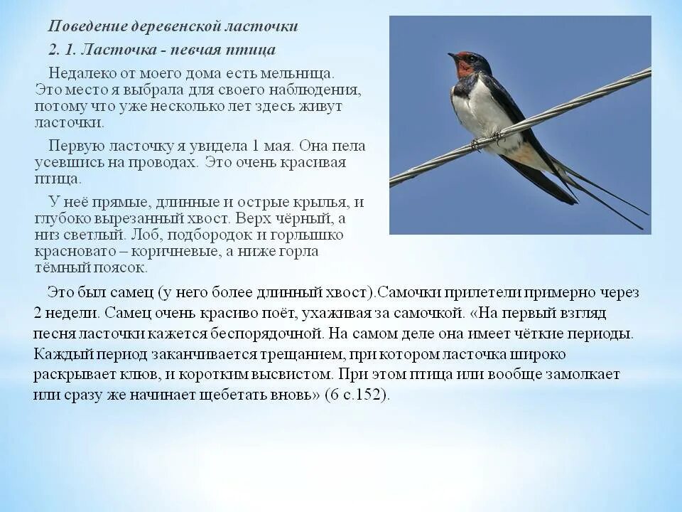 Сообщение о ласточке. Ласточка птица описание. Ласточка характеристика. Наблюдение за ласточками. Рассказ про ласточку.