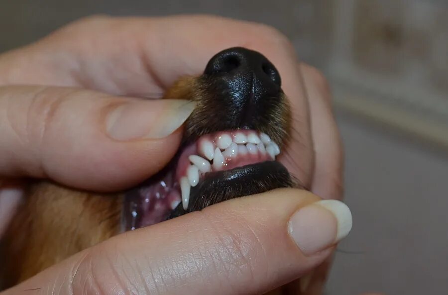 клык терьер