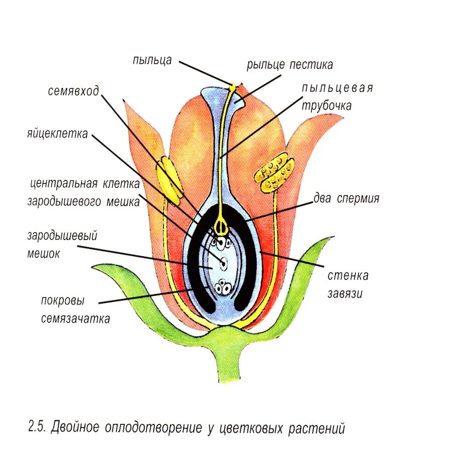 Оплодотворение покрытосеменных растений схема. Строение цветка двойное оплодотворение. Биология двойное оплодотворение цветковых растений. Орган полового размножения цветковых растений. Женская половая система биология