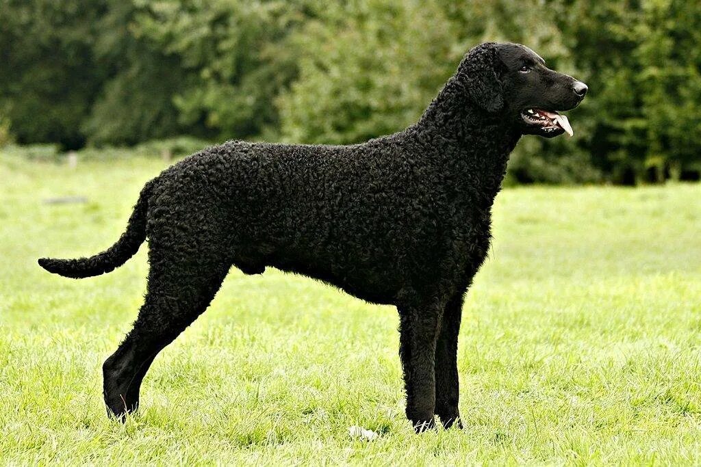 Как называется порода черной собаки. Лабрадор Курчавошерстный ретривер. Керли ретривер. Курчавошёрстный ретривер Керли. Черный Курчавошерстный ретривер.