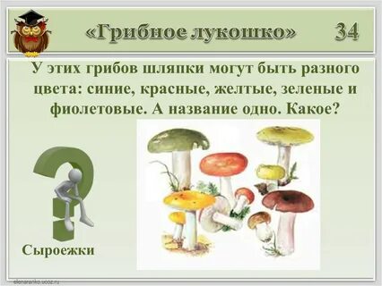 Какие грибы называют шляпочные