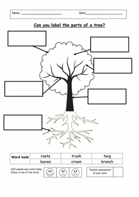 ESL Parts of a Tree. Parts of a Tree for Kids. Trees Worksheets. Дерево в Ворде. Use the words to label the