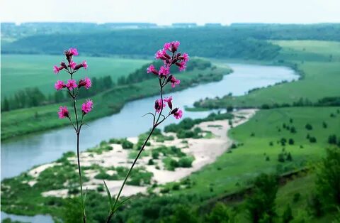 Цветы дона береговая