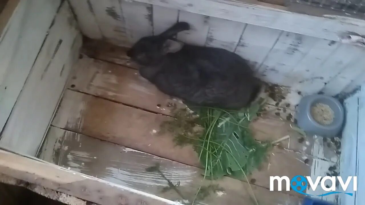 Можно ли давать кроликам капусту. Можно ли давать кроликам капусту