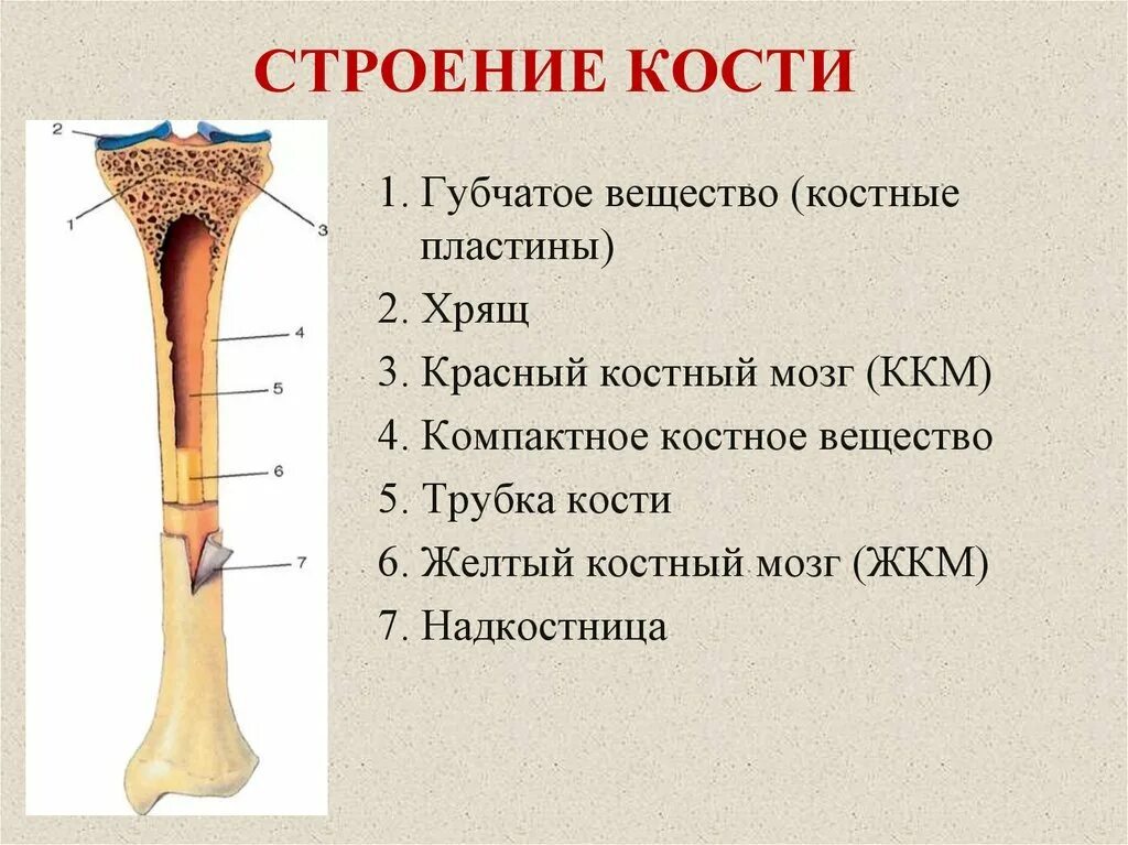 Внутреннее строение кости состав. Трубчатая кость строение анатомия. Строение трубчатой кости биология 8 класс из учебника. Состав костей биология 8 класс. Химические свойства костей человека