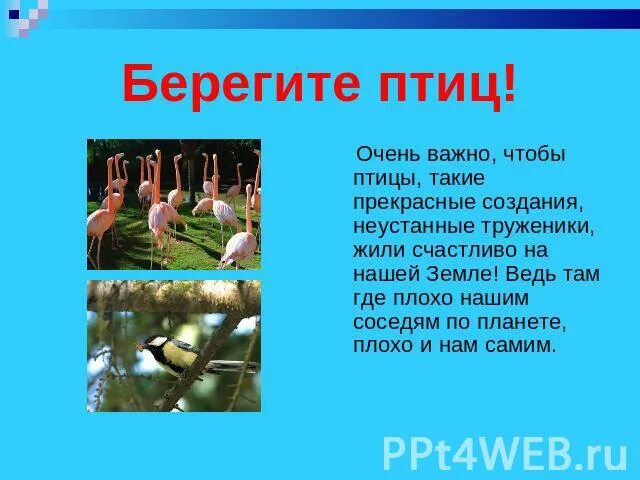 Береги свою птицу не. Берегите птиц для детей. Берегите птиц одежда. Роль птиц в жизни человека. Береги свою птицу не.