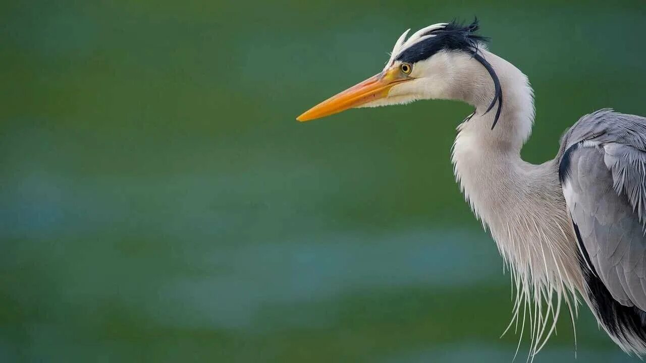 Цапля пантанал. Клюв цапли. Венценосная цапля. Клюв цапли. Цапля голов.