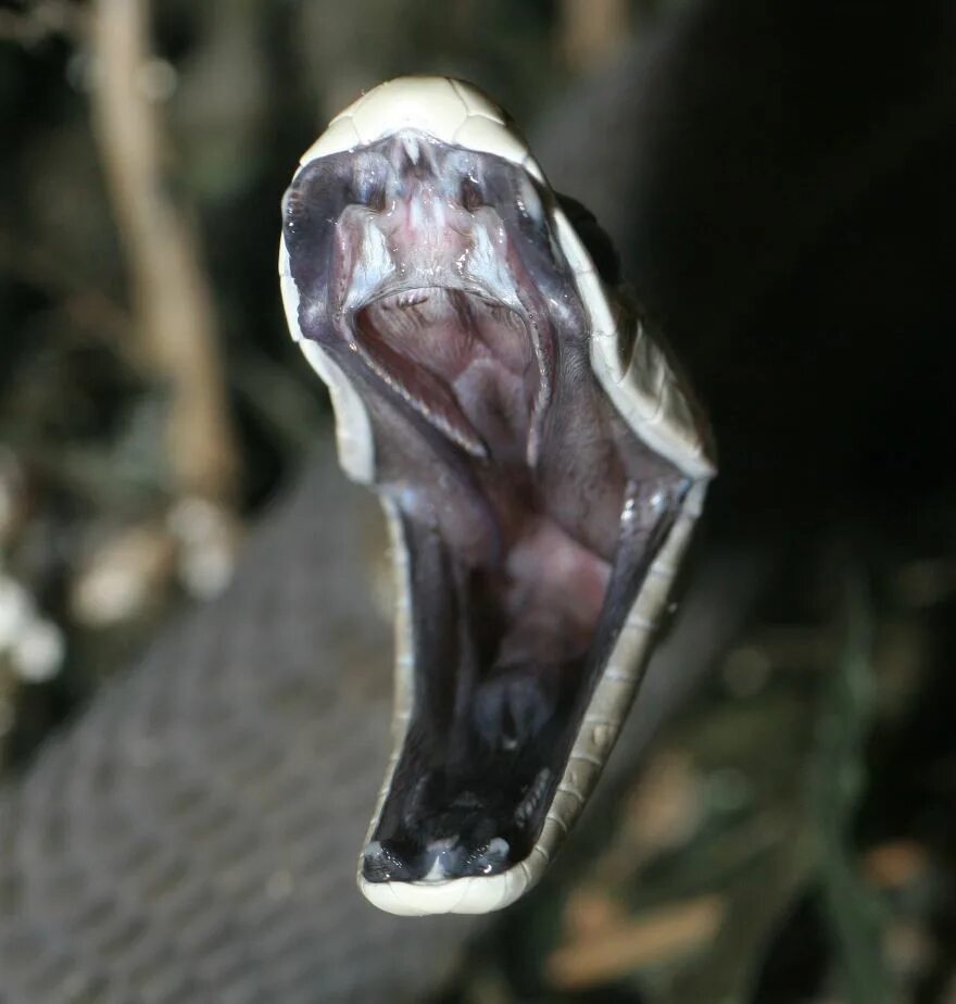 Чёрная мамба Dendroaspis polylepis. Змея черная мамба пасть. Яд змеи черная мамба. Черная мамба пасть.