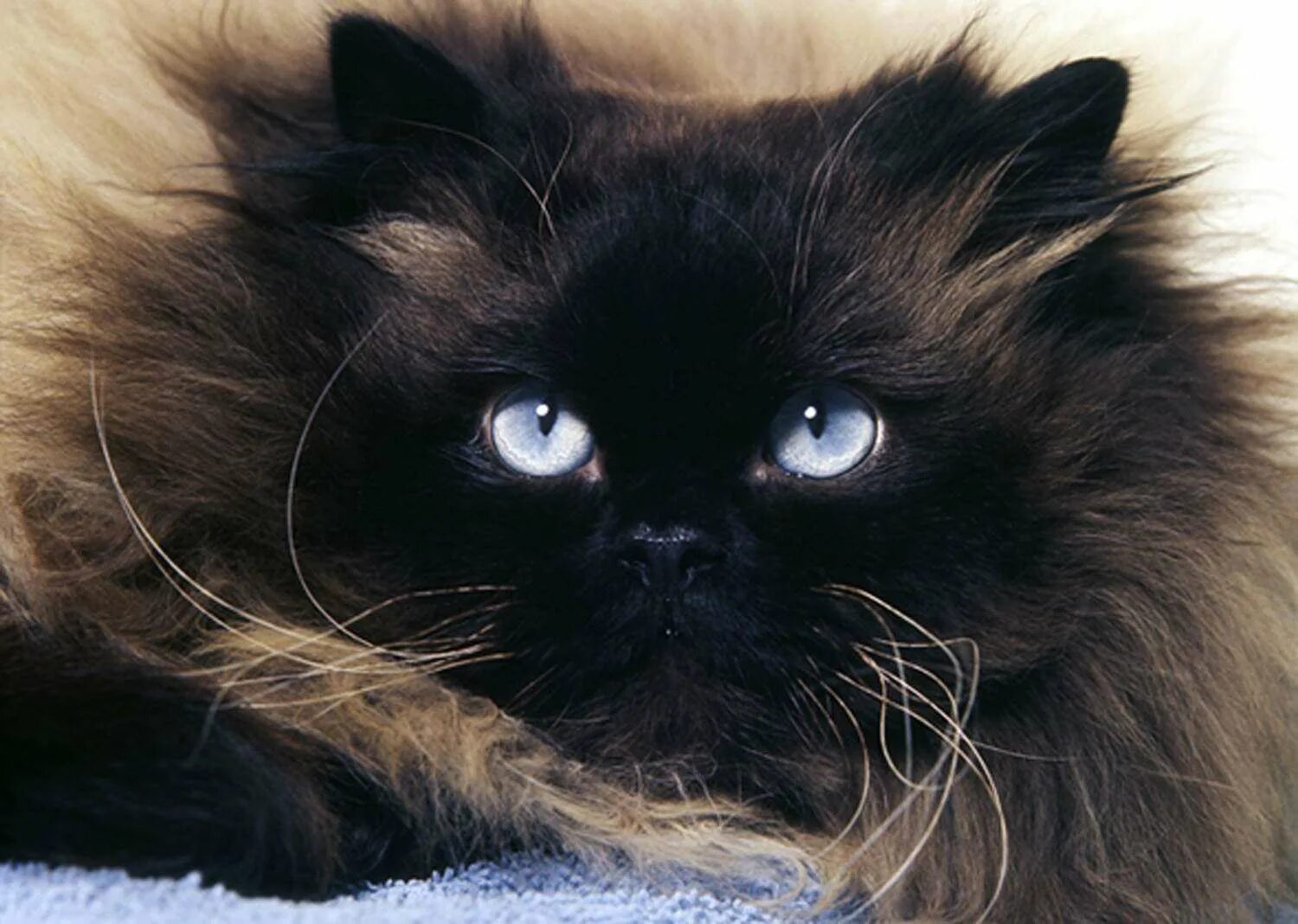 Гималайская Персидская кошка. Гималайские сиамские кошки. Гималайская кошка черная. Персидская длинношерстная черная кошка. Персидско сиамская кошка