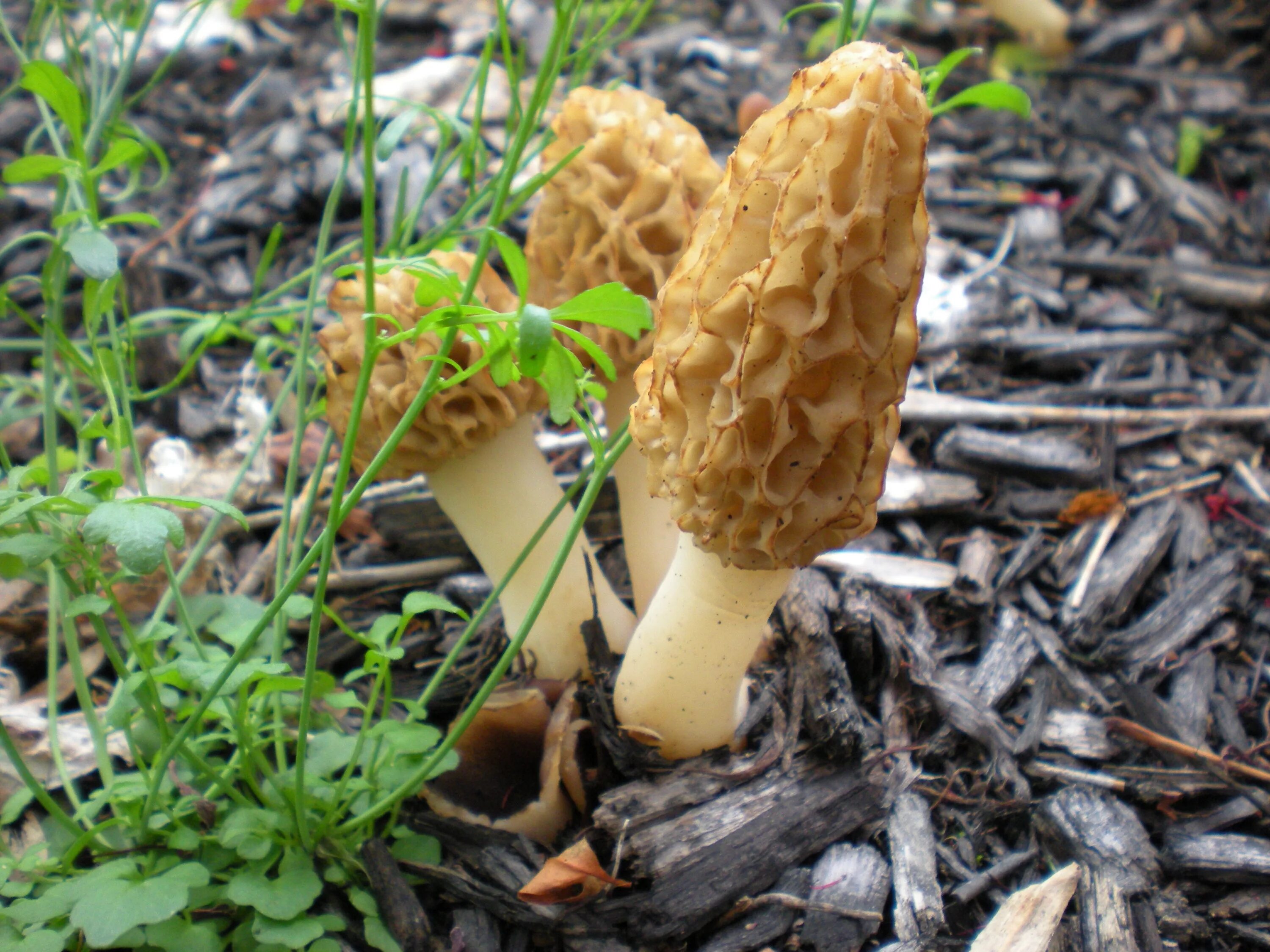 Первые весенние грибы съедобные. Опята грибы весенние. Осенние весенние грибы опята. Весенние грибов съедобные. Весенние опята фото.