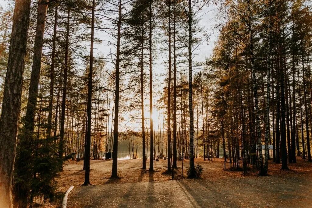 Орех загородный. Загородный клуб орех Ленинградская область. Орехово Сосновый лес. Орехово загородный клуб. Орех база отдыха СПБ.