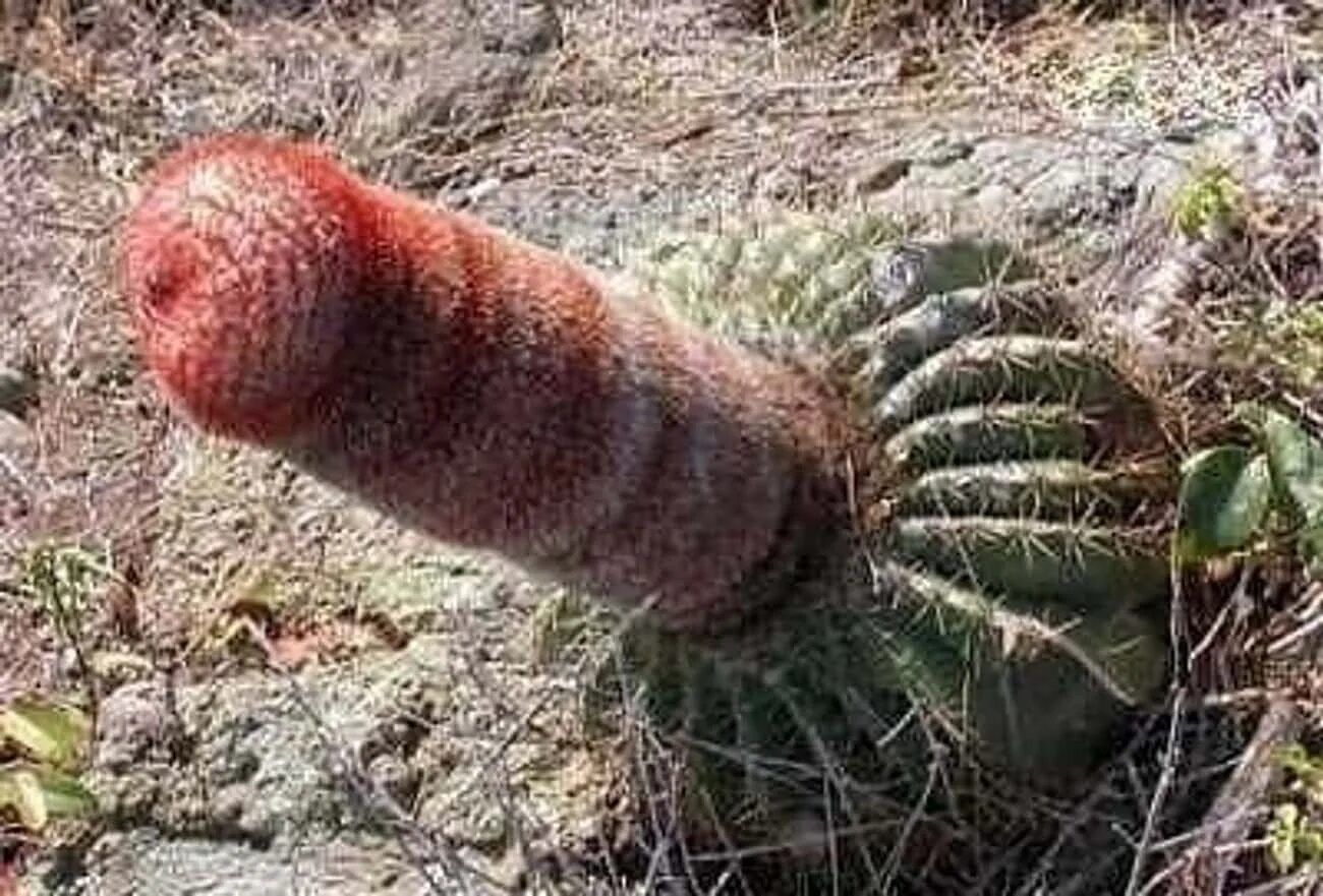 Кактус в виде полового органа. Растение похожее на половой орган. Растения в виде члена. Растение похожее на пенис.