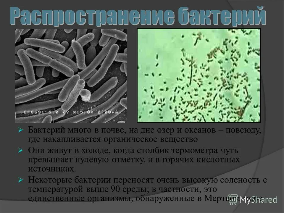 где больше всего микробов. где больше всего микробов. обитание бактерий. где больше всего бактерий. сколько бактерий в человеке.