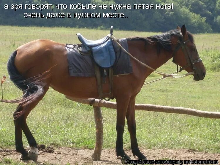 Правила техники безопасности при работе с животными. Спасение лошадей с бойни пенза. Правила поведения с лошадьми. История происхождения лошадей. Как купили мы кобылу на пяти.