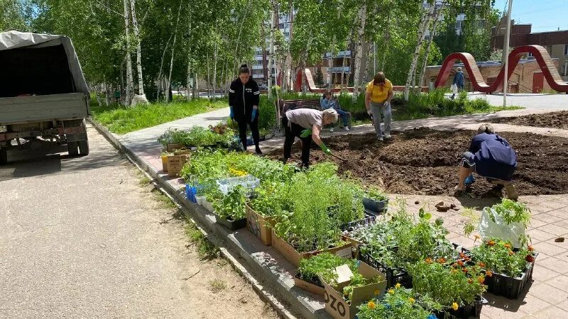 Волжск парк дружба. Черемуха во дворе. Черемуха во дворе дома. Во дворе черемушка. Во дворе черемушка.