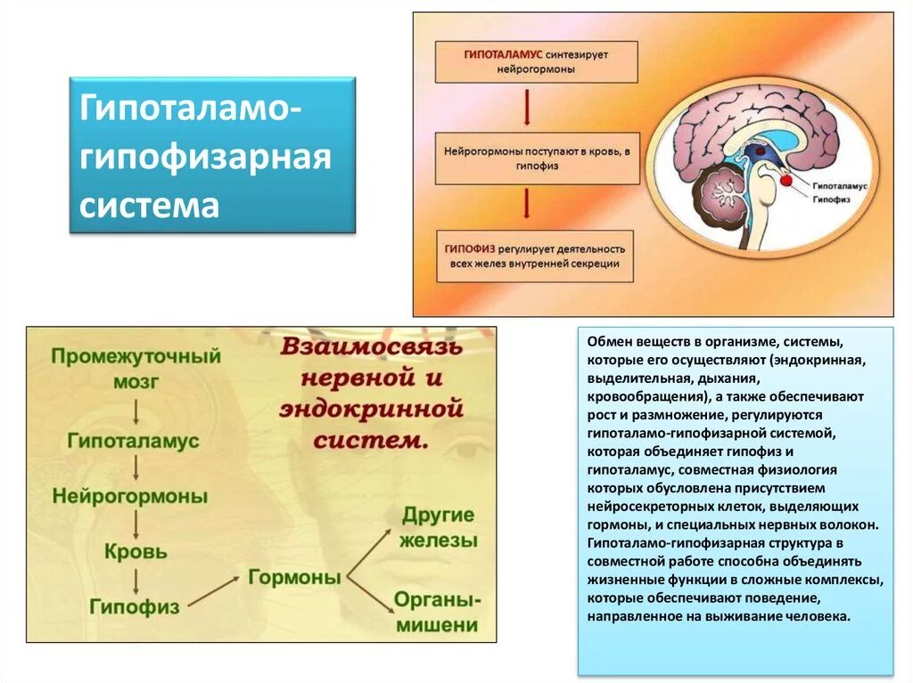 Обмен веществ гипофиза. Нейрогормоны железа внутренней секреции. Гипофиз гормоны внутренней секреции. Гормоны гипофиза таблица физиология. Гормоны гипофиза и органы мишени.