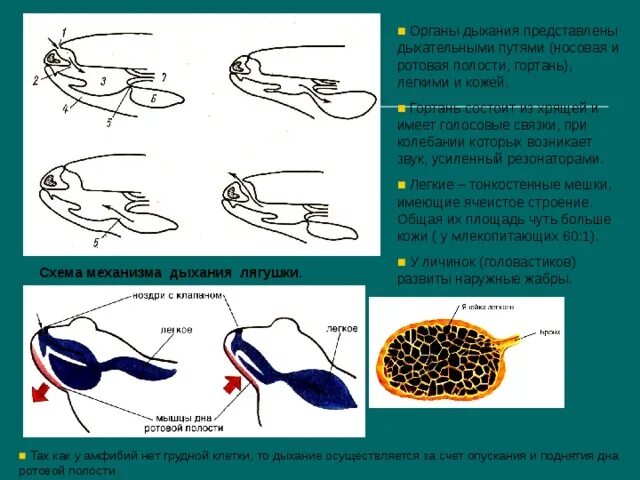 У земноводных есть жабры. Жабры амфибий. Органы дыхания лягушки.